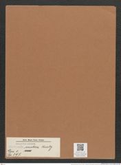 Navicula mutica Kuetz. (de-Toni-Nr.: Genus 1, Species 397) Zeichnungen Sammlung Grunow Mappe 00364 (Herbarium_W_Grunow_drawings_Folder_00364)